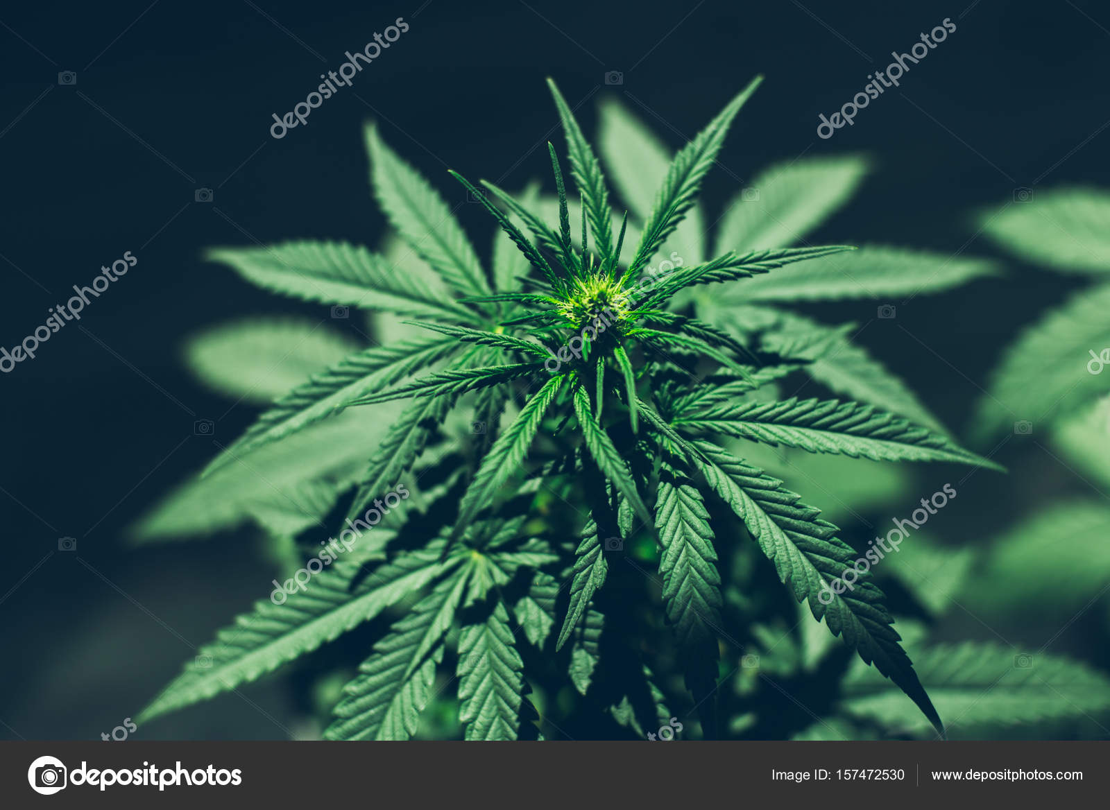 Svájci anti aging kannabisz dekriminalizálása nuxe nuxuriance gold anti age absolu