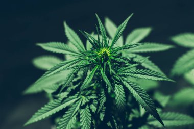 Sadece tıbbi esrar bitki Cbd