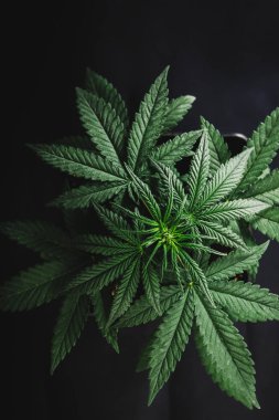 Vietnam Sapa Köyü manzara