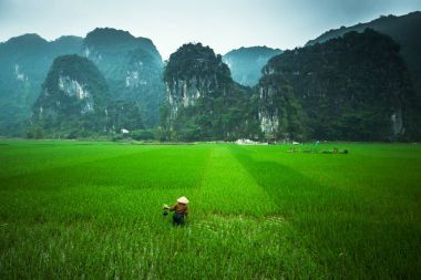 Pirinç tarlaları ile manzara ve insanlar