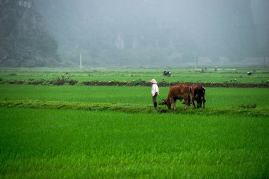 Pirinç tarlaları, Vietnamca yatay