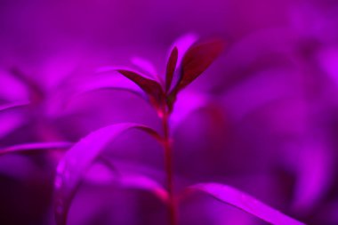 LED Grow ışık tam spektrum hidro sebze çiçek kapalı bitki lambası 