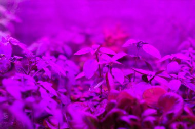 kapalı Led grow ışıklar için ev-büyür 