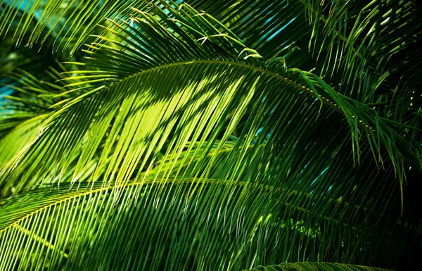 Groene tropische achtergrond — Stockfoto