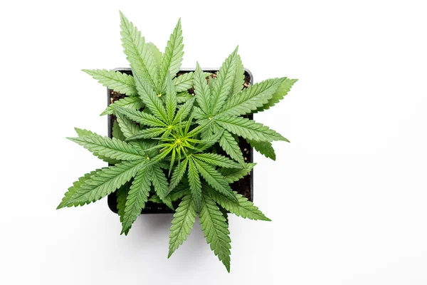 Kweken van marihuana in de pot — Stockfoto