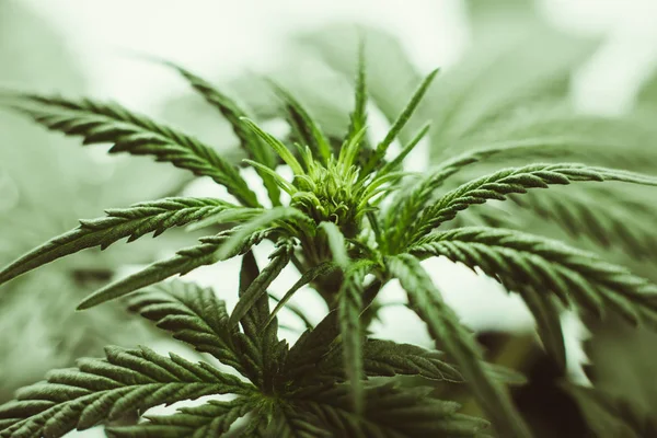 Marihuanu listy rostliny — Stock fotografie