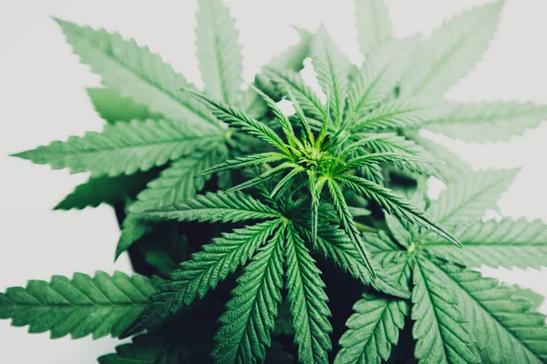 Marihuana lässt Pflanzen zurück — Stockfoto