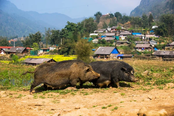 Prasata ve vysokohorské vesnici ve Vietnamu — Stock fotografie