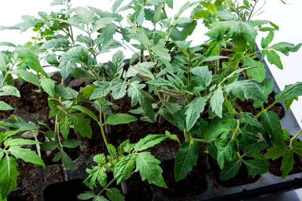 Plántulas, hojas de tomate — Foto de Stock