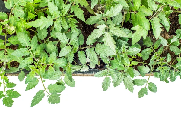 Rostliny rajčete v kazeta pro sazenice na bílém pozadí — Stock fotografie