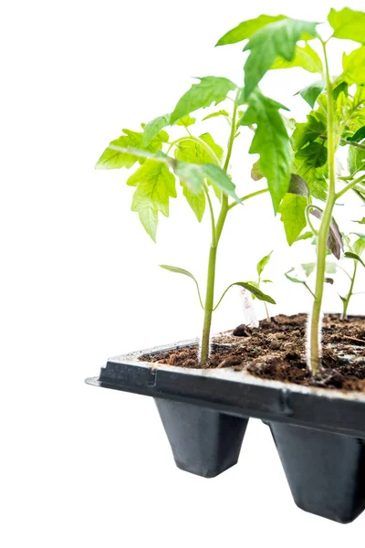 Sämlinge Tomaten Kassette — Stockfoto