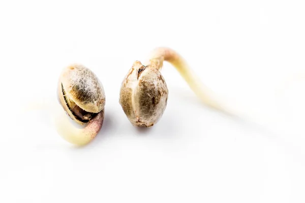 Cultivation of cannabis, germination of cannabis marijuana seeds — Stock Photo, Image