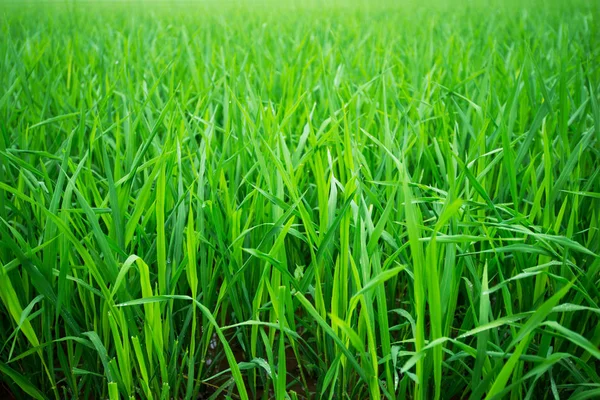 Rice green field in Asia — Stock Photo, Image