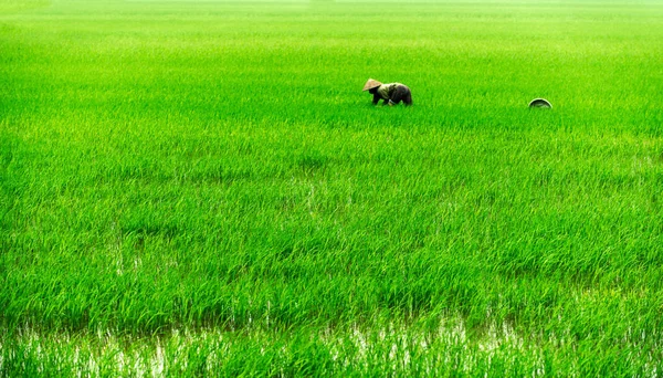 Man works on a rice field in asia — Stock Photo, Image