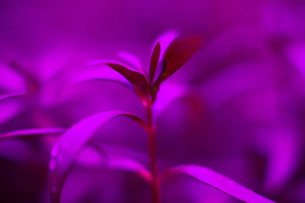 LED Grow Light Full Spectrum Hydro Veg Flower Indoor Plant Lamp — Stock Photo, Image