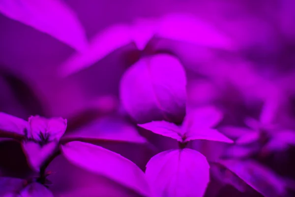 LED lighting of plants in greenhouses — Stock Photo, Image