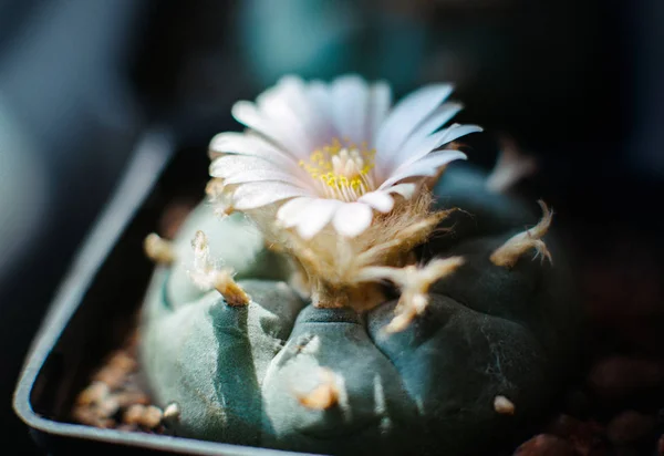 Peyote meszkalin cserépben williamsii — Stock Fotó