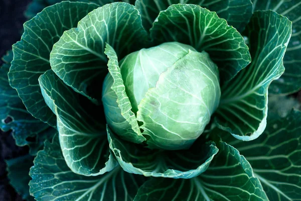 Cabbage organic agriculture background — Stock Photo, Image