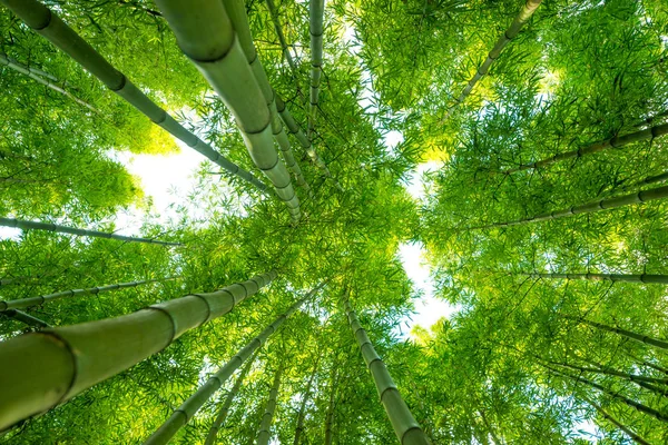 Bambú naturaleza de fondo —  Fotos de Stock