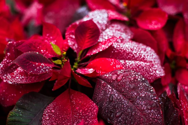 Natura naturalny tło, kwiat Boże Narodzenie poinsettia — Zdjęcie stockowe