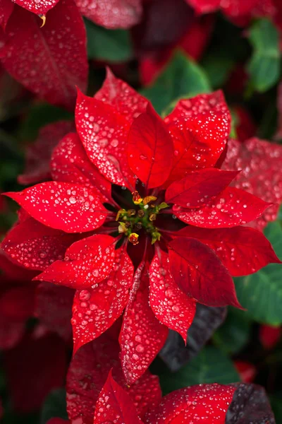 Natuurlijke achtergrond poinsettia kerst bloem — Stockfoto