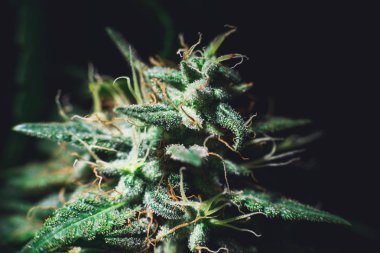 Esrar weedpon weedculture hightimes cannabisculture ot tıbbi Mj