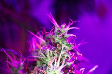 Esrar weedpon weedculture hightimes cannabisculture ot tıp