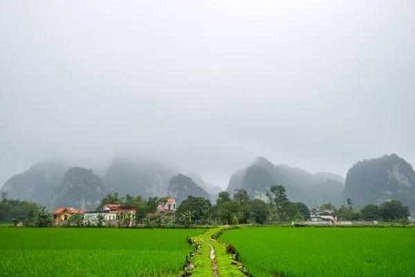 Landschaft mit Reisfeldern — Stockfoto