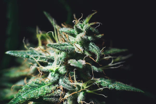 Kannabisviljely kannabisviljely rikkakasvi lääketieteellinen MJ rikkaruoho — kuvapankkivalokuva