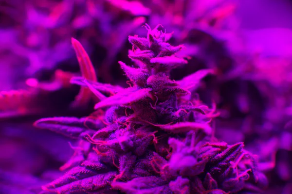Cannabis sob a lâmpada LED — Fotografia de Stock