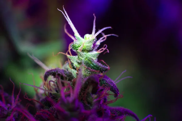 LED growing cannabis medical plan — Stock Photo, Image