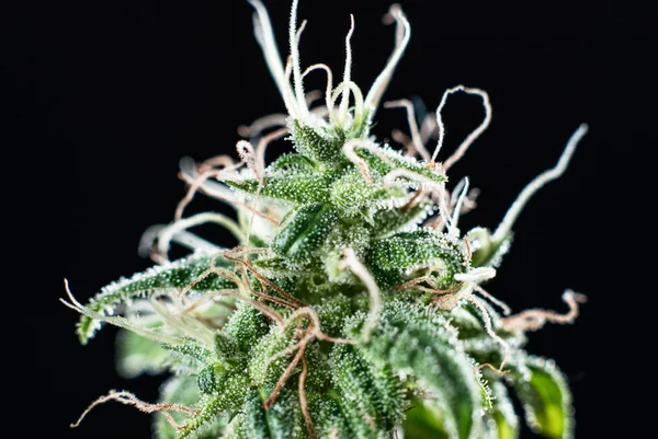 Planta de cannabis e tricomas — Fotografia de Stock