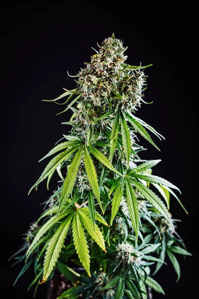 Knospen bauen Cannabis an — Stockfoto