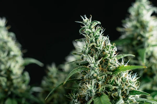 Kukkiva kasvi marihuana — kuvapankkivalokuva