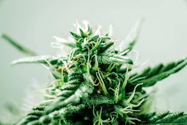 Medische marihuana, plant bloemen — Stockfoto