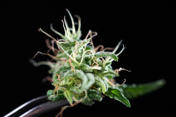 Cannabis närbild bud — Stockfoto