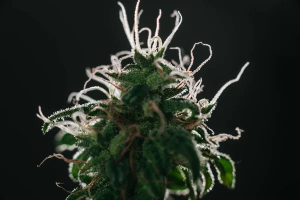 最高の大麻の芽 — ストック写真