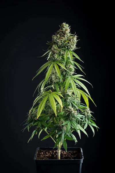 Cannabis bush on a black background — Stock Photo, Image
