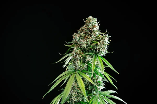 Marijuana cannabisplantan — Stockfoto