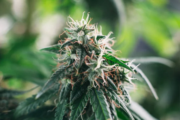 Marihuanapflanze aus nächster Nähe, medizinisches Marihuana — Stockfoto