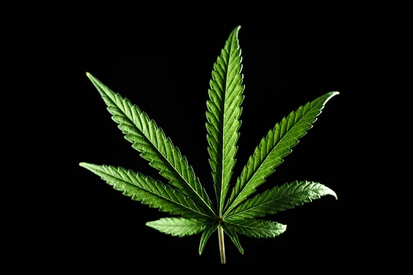 Marihuana Unkraut Unkrautkultur Hochzeiten Cannabiskultur Unkraut Medizin mj — Stockfoto