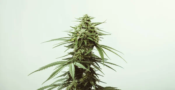 Folhas medicinais de cannabis verde — Fotografia de Stock