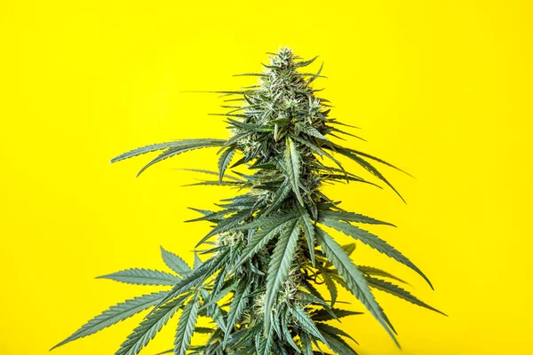 Blühende Cannabispflanze — Stockfoto