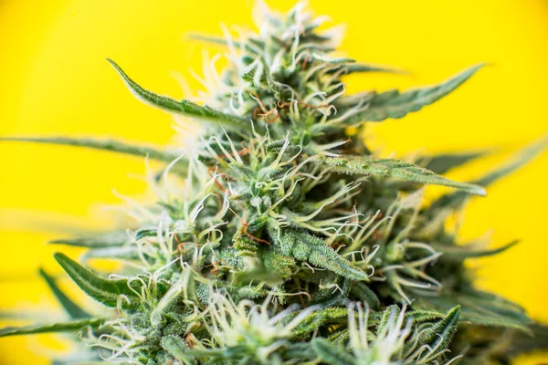 Bud de maconha — Fotografia de Stock