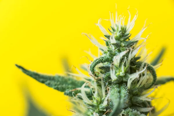 Kannabisz növény, sárga háttér — Stock Fotó