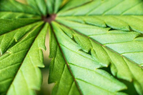 Marihuanapflanze aus nächster Nähe, medizinisches Marihuana — Stockfoto