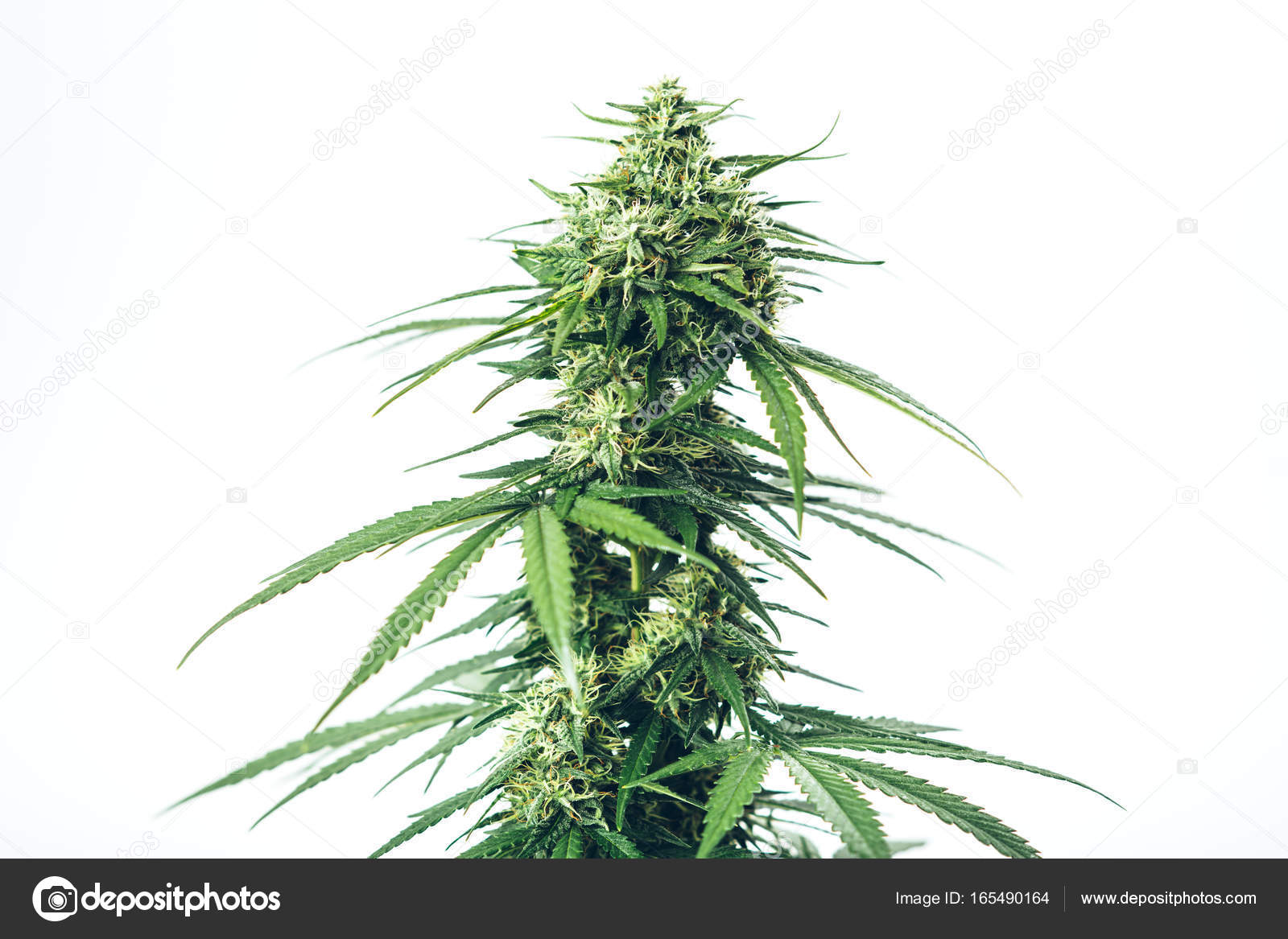 Skunk weed marijuana medical plant — Stock Photo © Yarygin #165490164