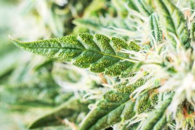Marijuana bitkisi çiçeklenme üzerinde kristalleri ile esrar tomurcukları