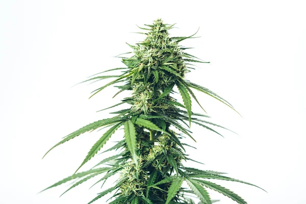 Skunk weed marihuana léčivá rostlina — Stock fotografie