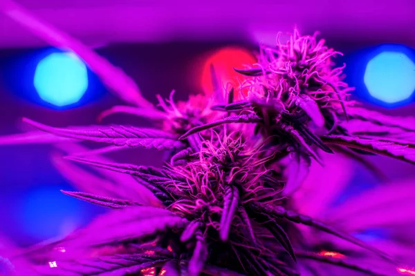 LED Grow ışıklar büyüyen — Stok fotoğraf